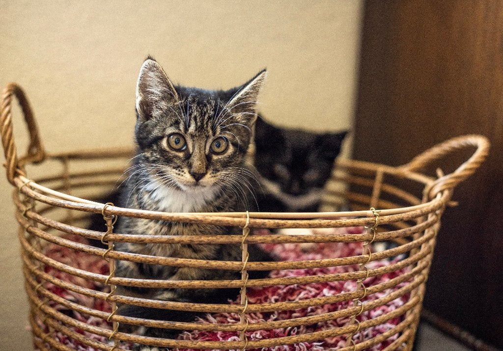 Leuke kittens, Poes, Ontwormd, 0 tot 2 jaar