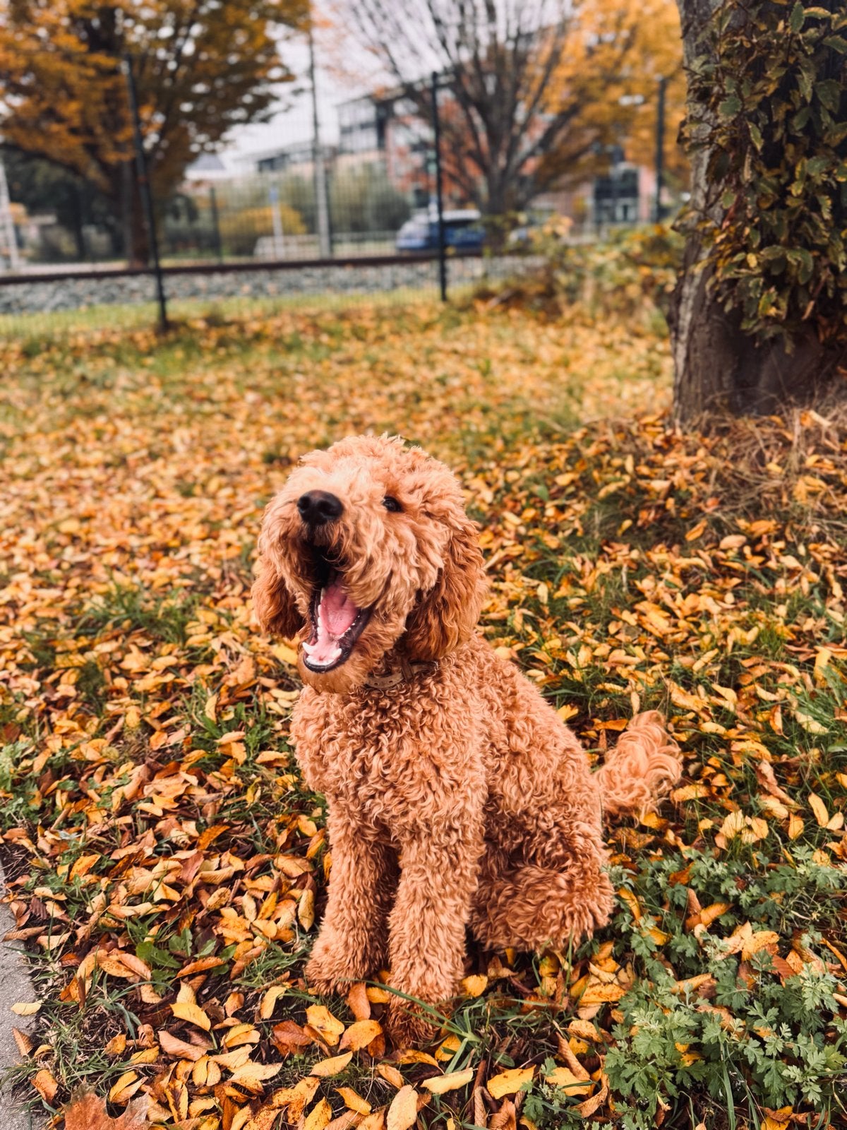 Labradoodle Dekreu, Reu, Parvo, Eén hond, 3 tot 5 jaar
