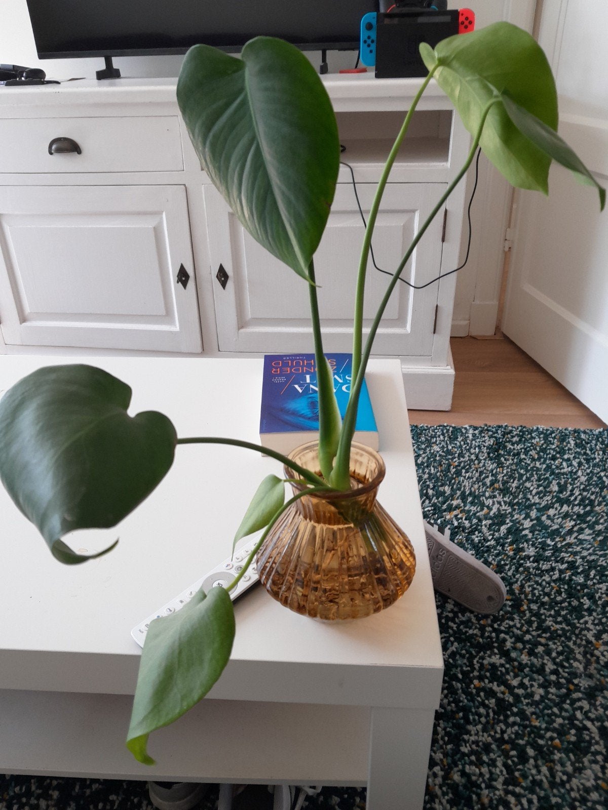 monstera plant, Ophalen, Halfschaduw, Minder dan 100 cm