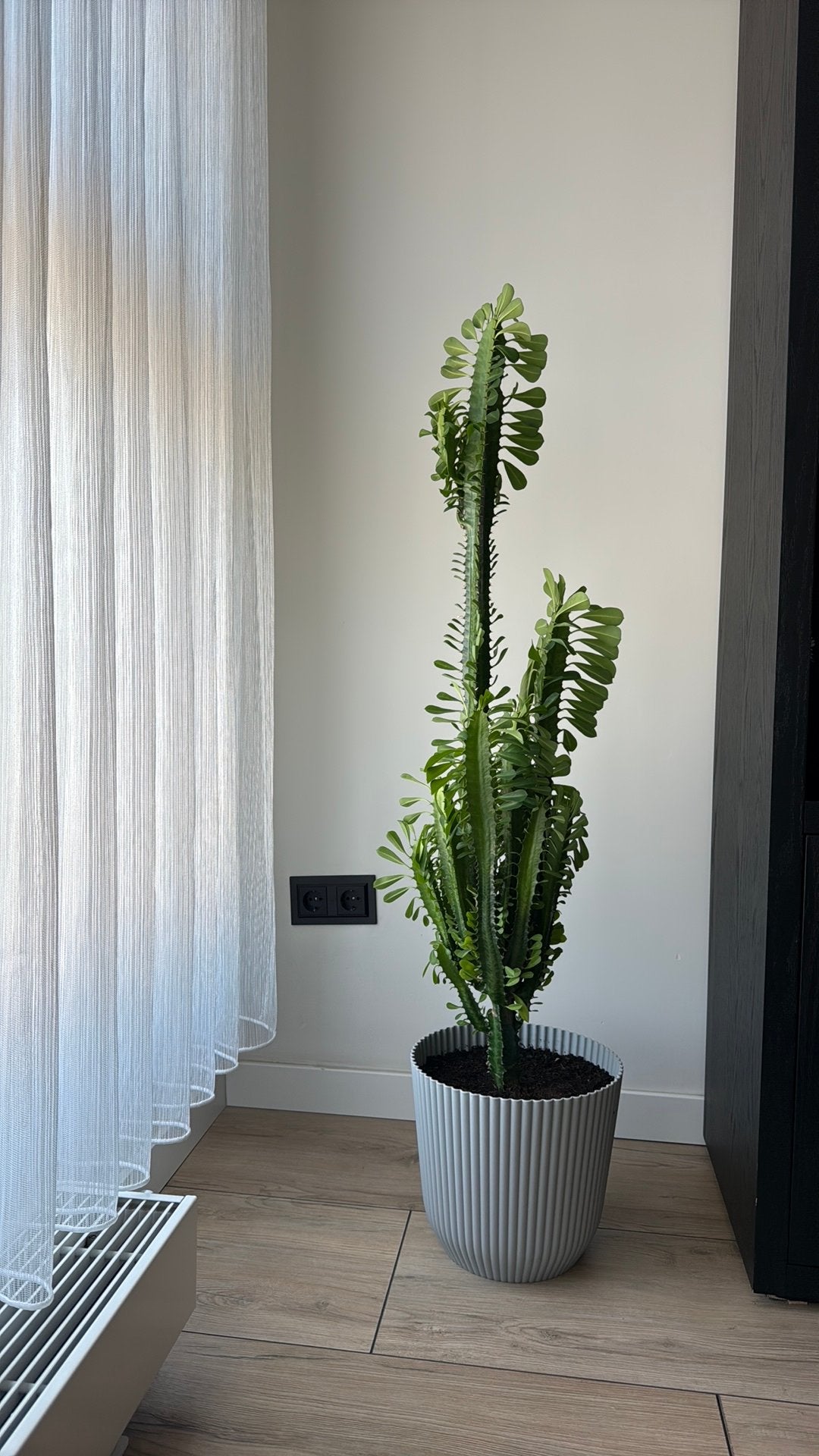 Prachtige euphorbia kamerplant, Ophalen, Zo goed als nieuw, Rond, Minder dan 30 cm