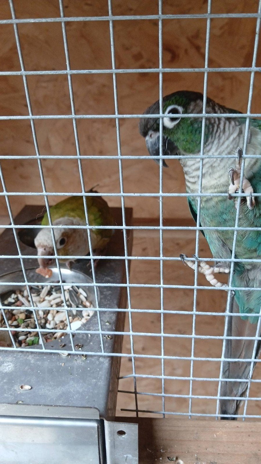 koppel pyrrhura handtam, Dieren en Toebehoren, Vogels | Parkieten en Papegaaien, Mannelijk, Parkiet, Geringd