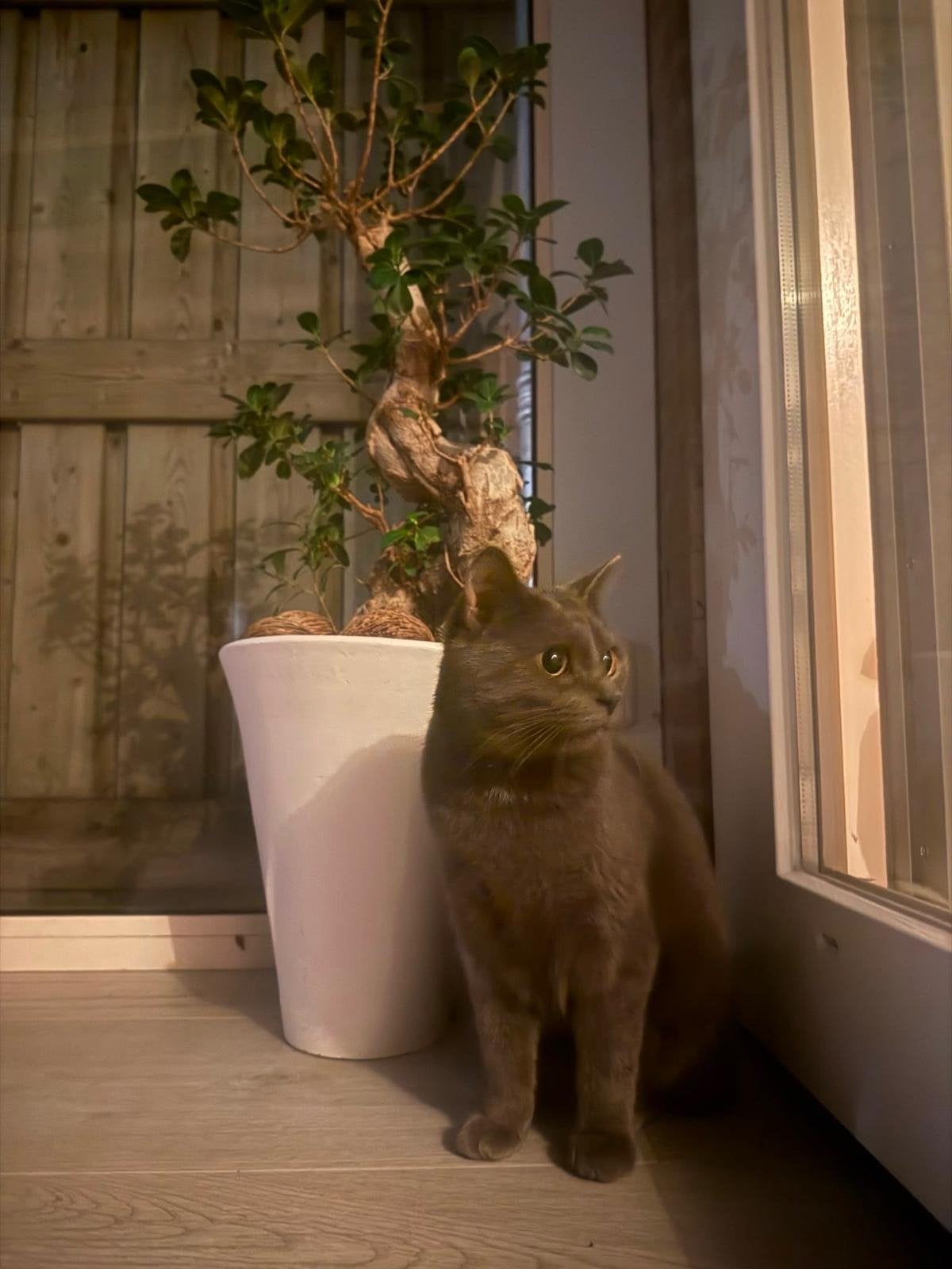 Britse korthaar / blauwe Rus gecastreerde 2 jarige kater, Dieren en Toebehoren, Kater