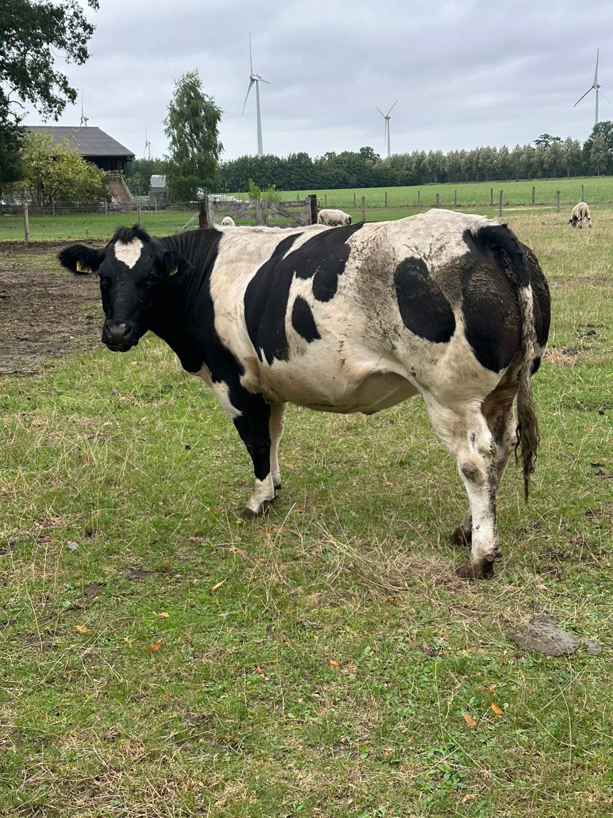 Super dikbil hoog drachtige dikbil vaars !!, Vrouwelijk
