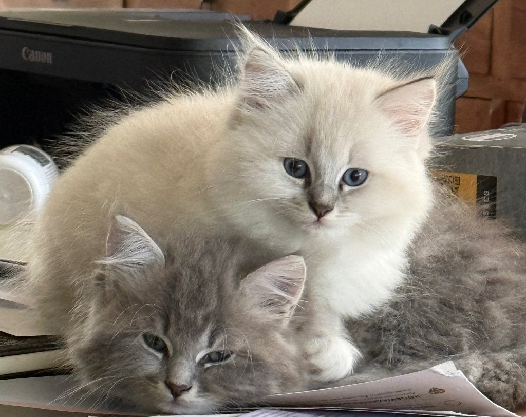 Kitten, Meerdere dieren, 0 tot 2 jaar