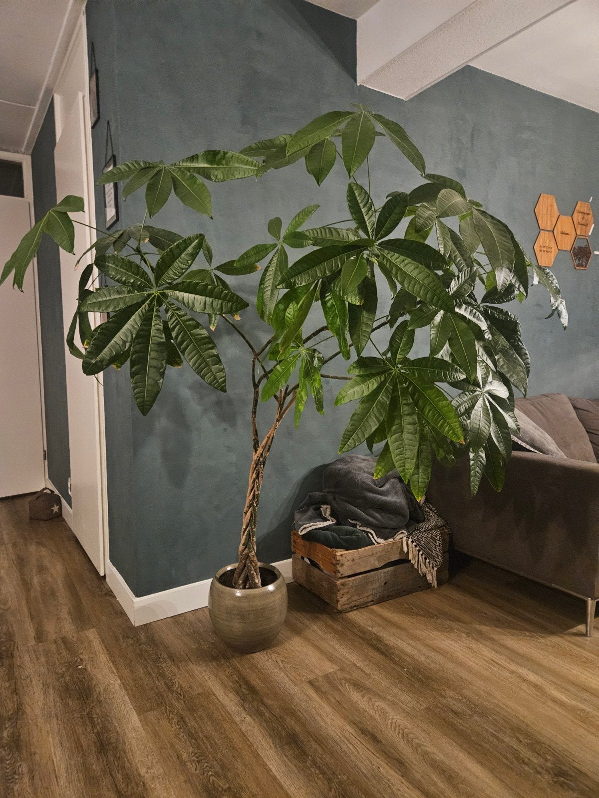 Geldboom, Pachira Aquatica, Ophalen, Halfschaduw