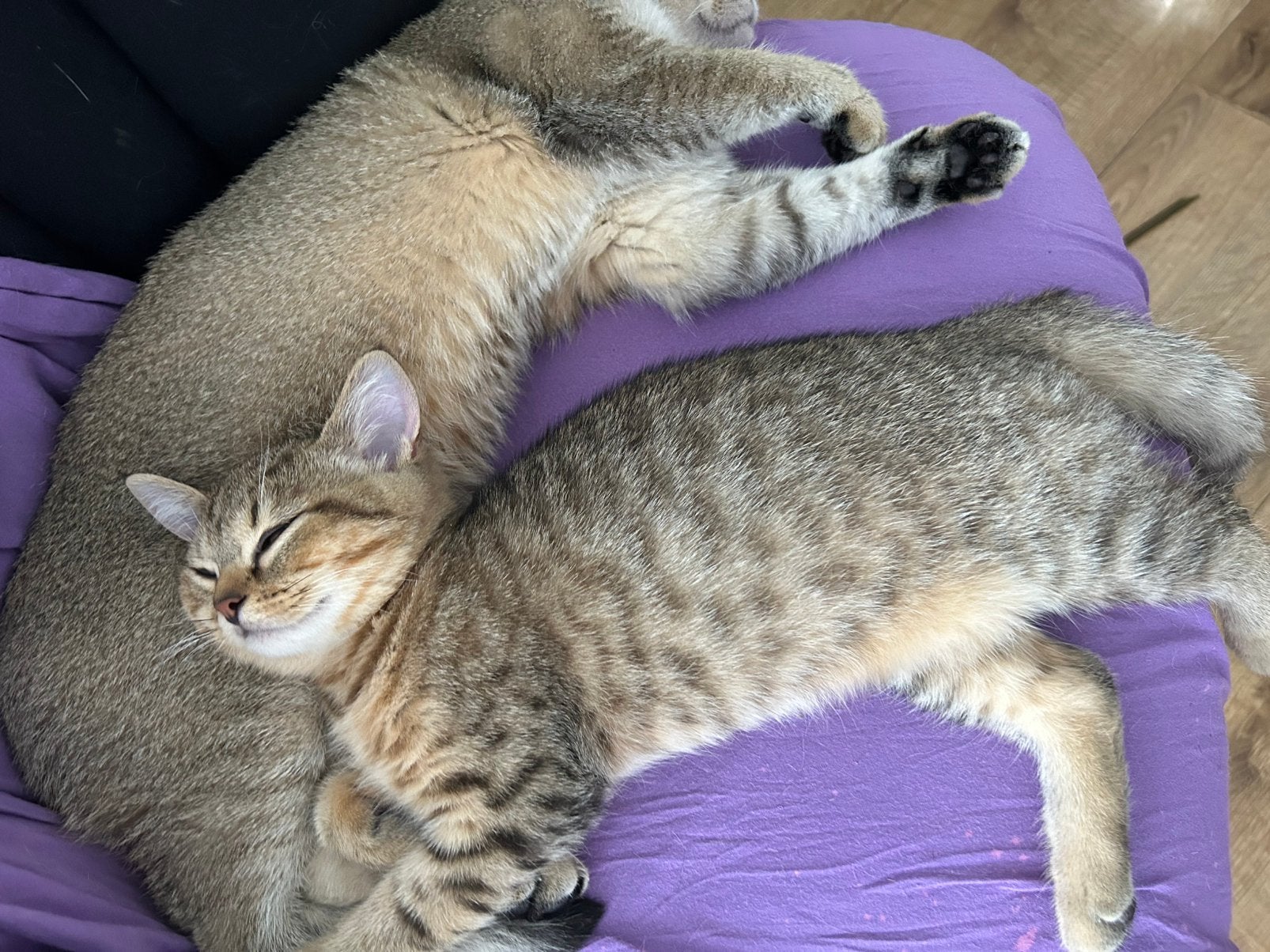 Nog 1 britskorthaar kitten ( Katertje ) Beschikbaar!!, Meerdere dieren, Ontwormd