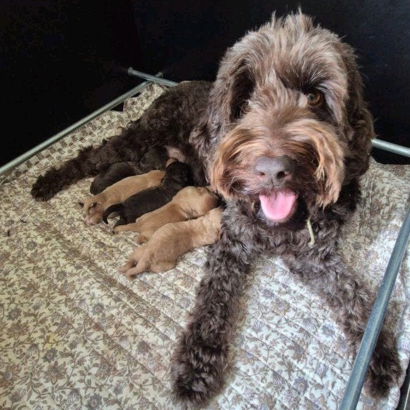 Cockapoo X Australian Labradoodle puppies, Overige rassen, 8 tot 15 weken, Meerdere, Meerdere dieren