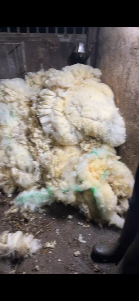 Schapen wol, Ophalen of Verzenden, Zo goed als nieuw