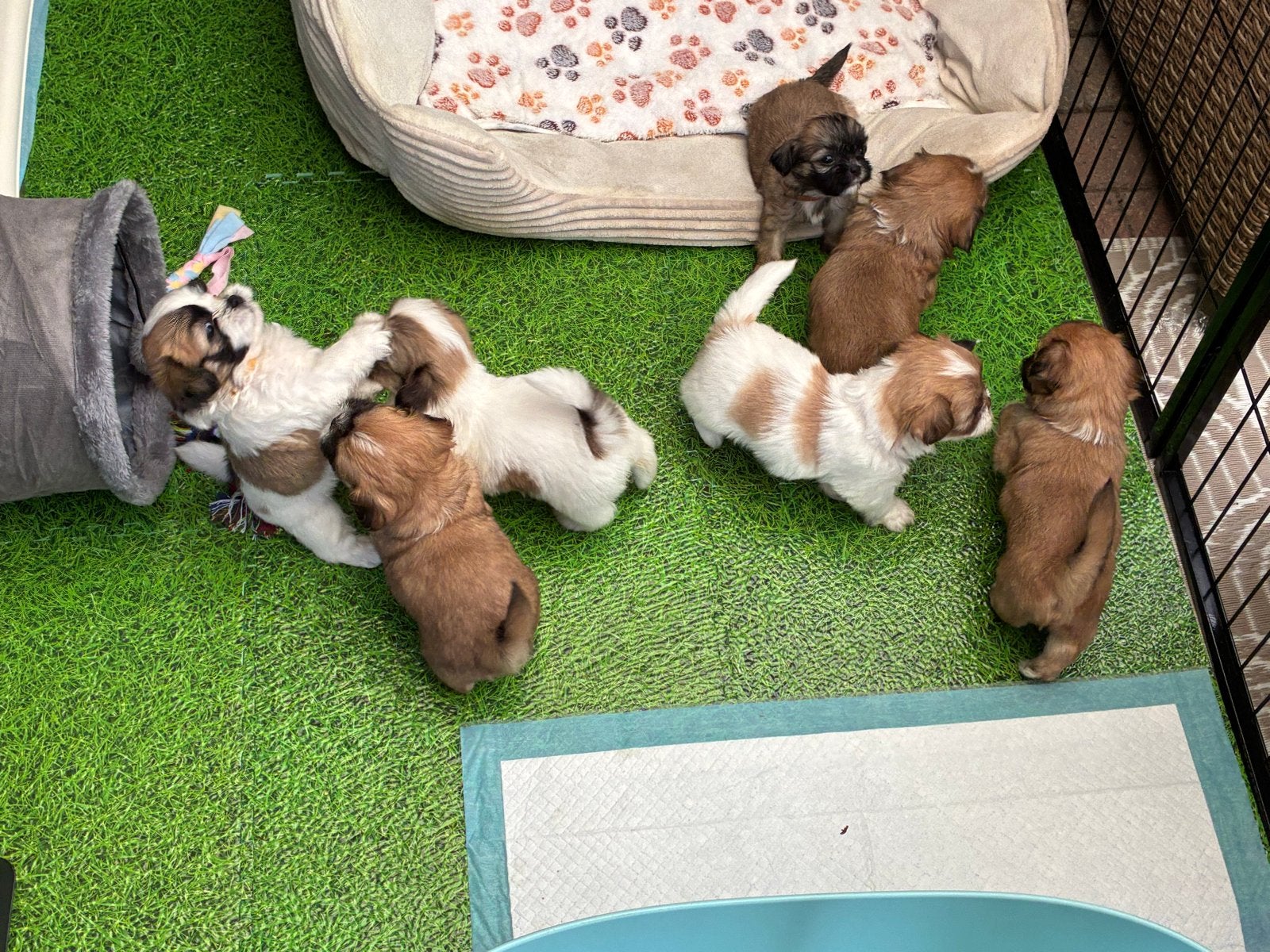6 lieve Malshi puppy’s  | Huiselijk opgevoed | Boomer pups, Parvo, Reu, 8 tot 15 weken, Meerdere