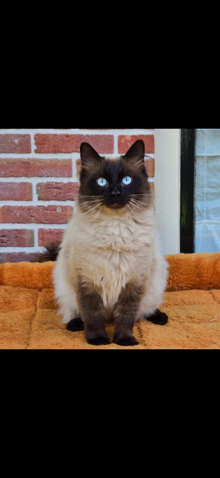 Verwacht: Prachtige Ragdoll Kittens!, Dieren en Toebehoren, Katten en Kittens | Raskatten | Langhaar, Meerdere dieren, Ontwormd