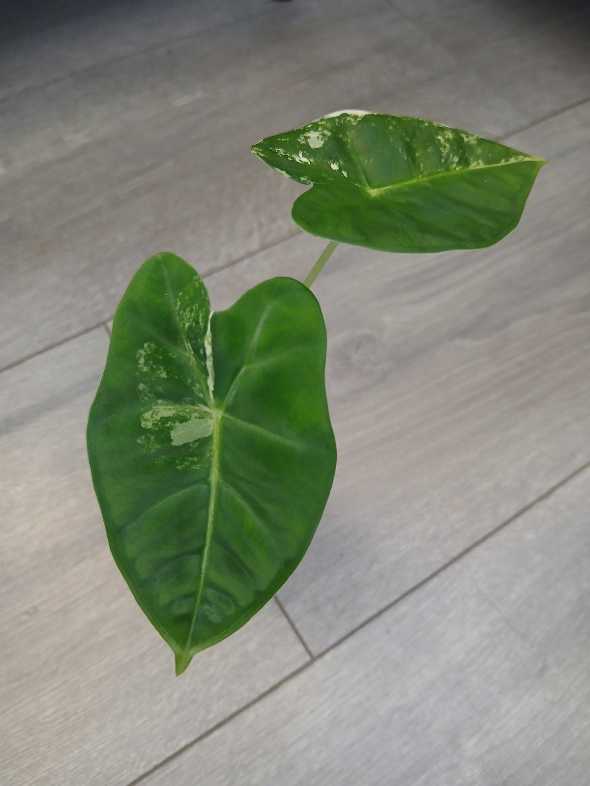 Alocasia Frydek variegata, Ophalen of Verzenden, Halfschaduw, Minder dan 100 cm