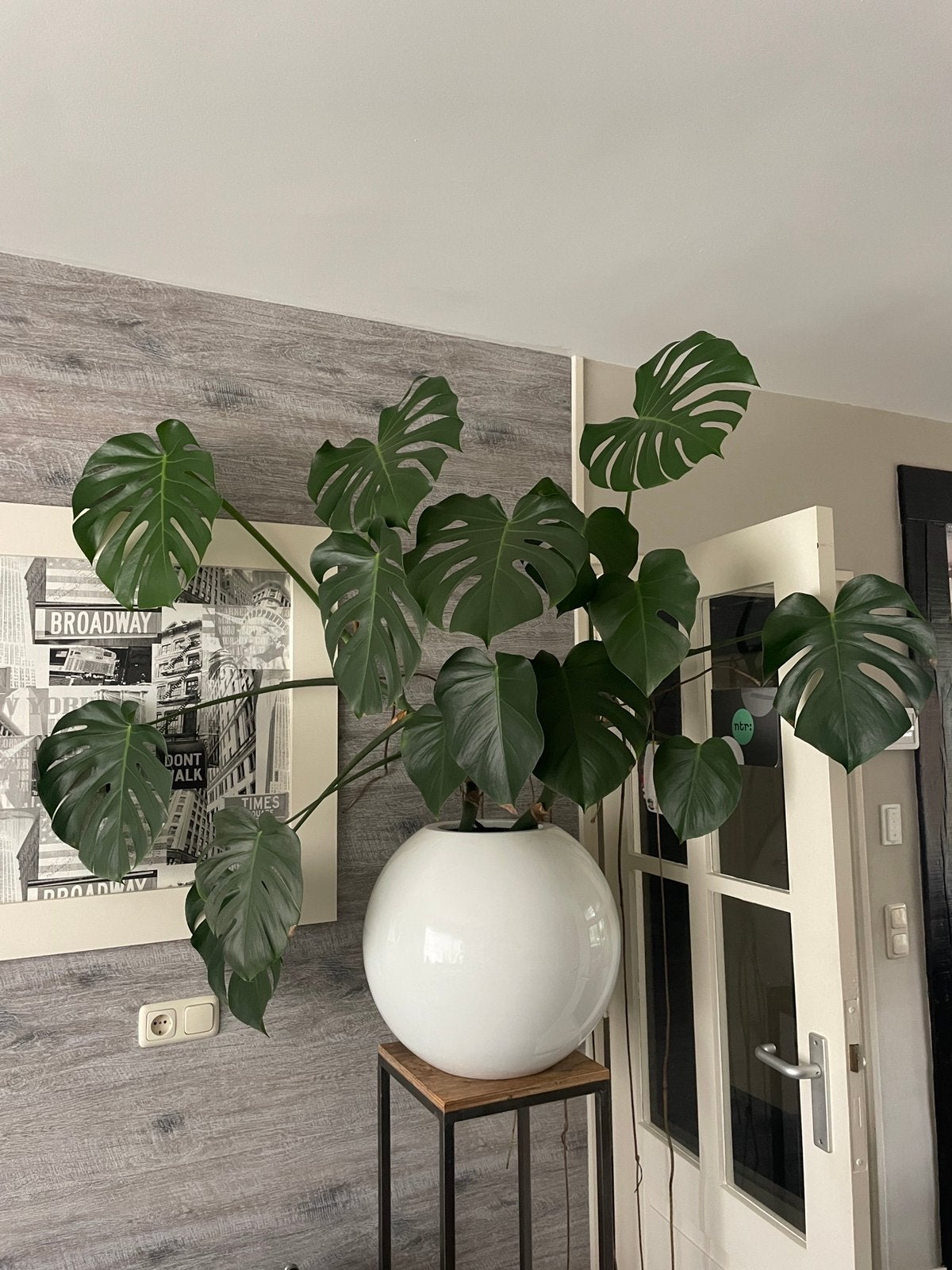 Prachtige gezonde Monstera met pot, Huis en Inrichting, Ophalen, Volledige schaduw, Overige soorten, In pot