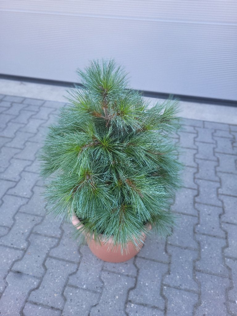 Pinus strobus Secrest, Tuin en Terras, Planten | Bomen, Bloeit niet, Overige soorten, Minder dan 100 cm, Ophalen