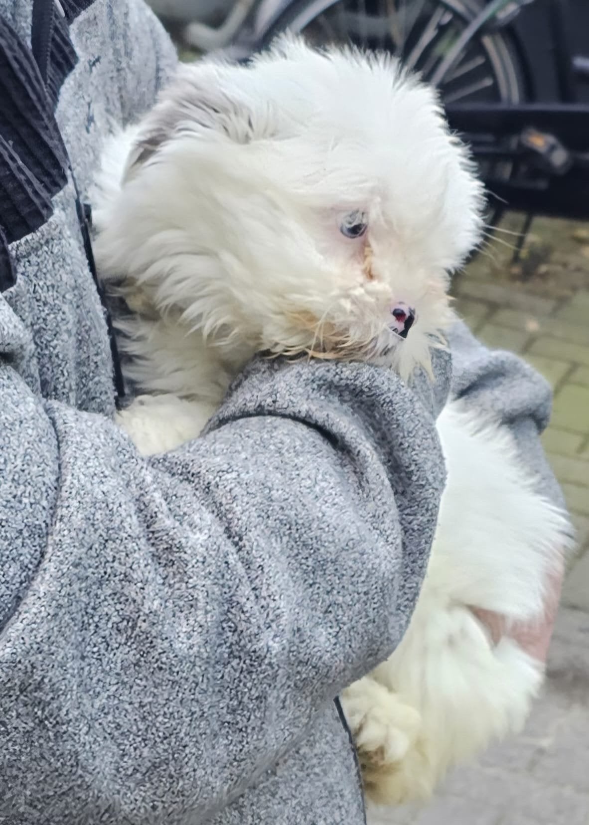 Lieve boomer pup reutje, Parvo, Maltezer, Reu, 8 tot 15 weken