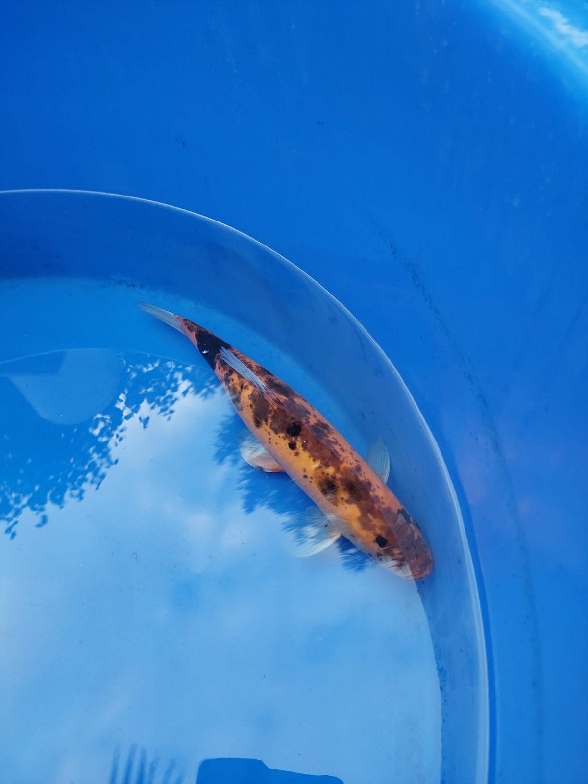 koi karpers, Dieren en Toebehoren