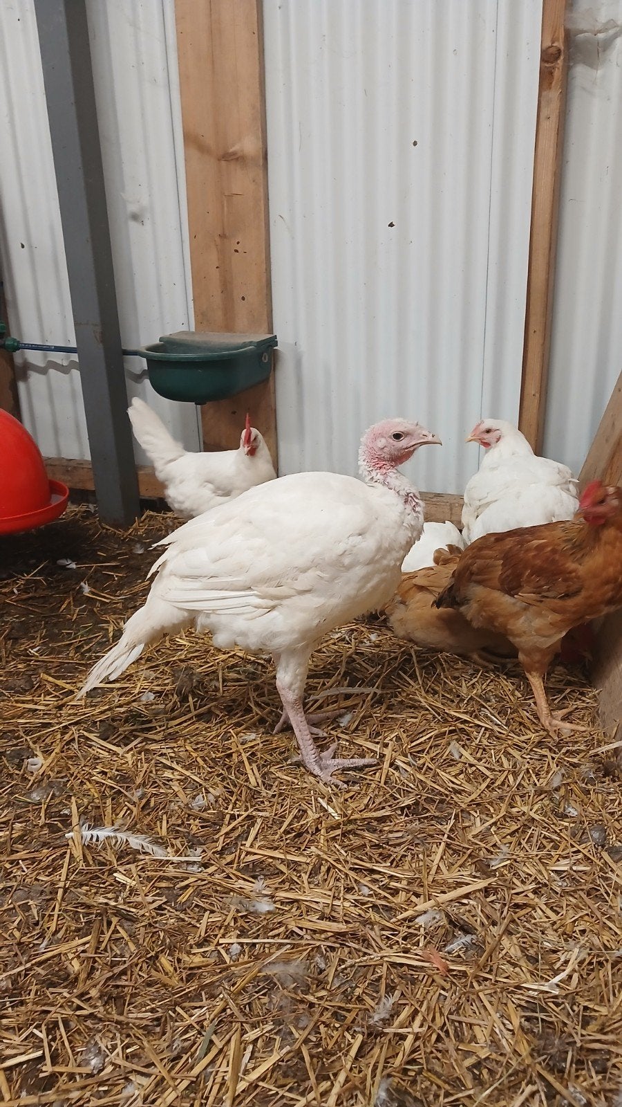 Witte kalkoen hen te koop, Vrouwelijk, Kalkoen