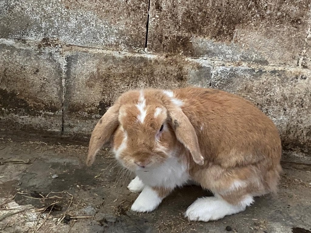 Konijn, Dieren en Toebehoren, Mannelijk, Middelgroot, Hangoor, 3 tot 5 jaar