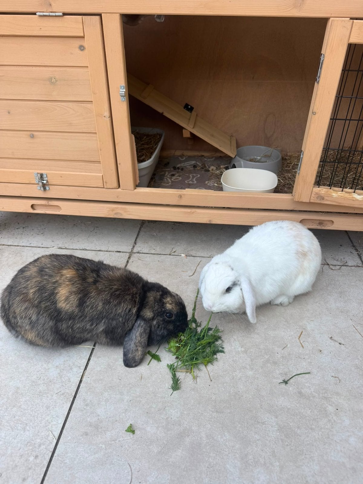 Twee lieve konijnen zoeken een goed nieuw huis, Dieren en Toebehoren, Konijnen, Meerdere dieren, Dwerg, Hangoor, 0 tot 2 jaar