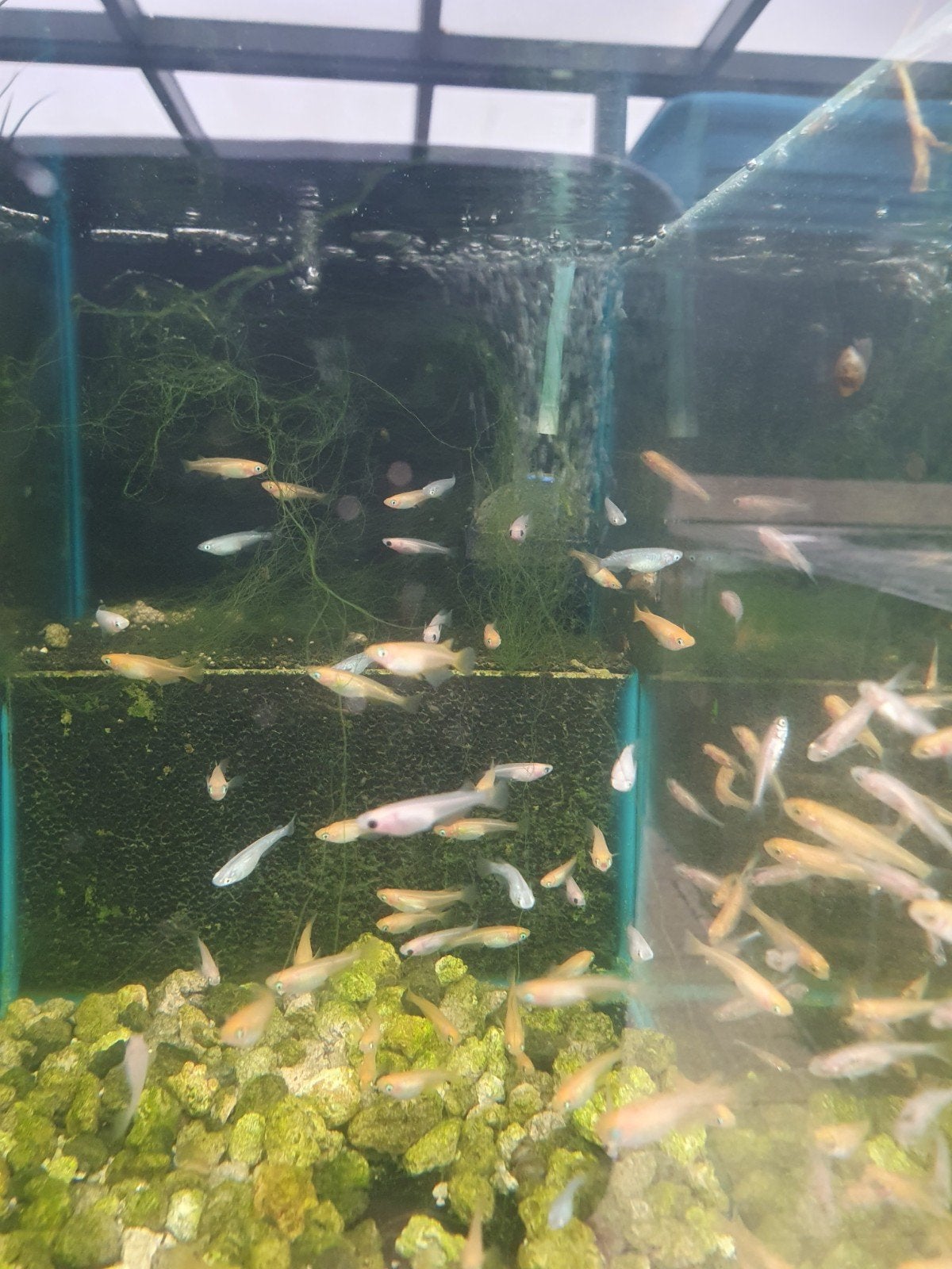 Medaka, rainbowshiner, windes., Karper of Koi