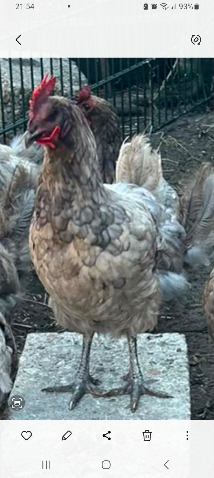 5 bleu des landes kippen + haan, Vrouwelijk, Kip
