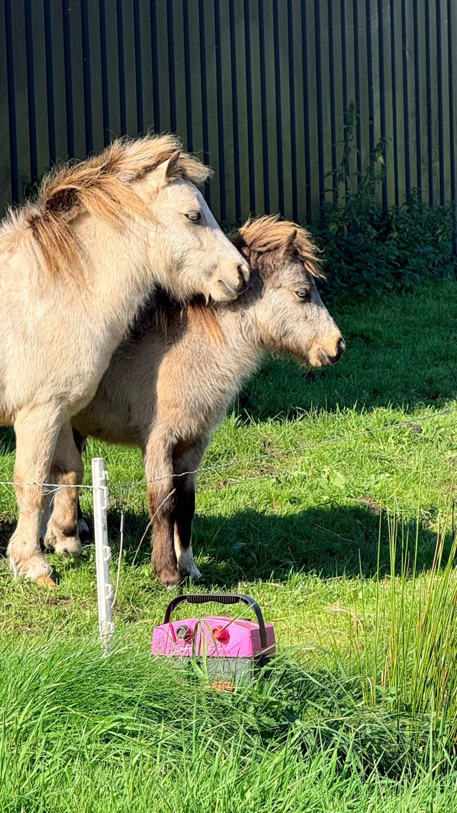 2 lieve mini shetlander hengstjes, Dieren en Toebehoren, Met stamboom, Niet van toepassing, 0 tot 2 jaar, Hengst