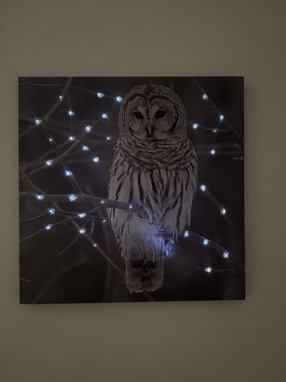 Uil canvas met LED-verlichting – 40 x 40 cm, Ophalen of Verzenden, Zo goed als nieuw, Minder dan 50 cm, Schilderij