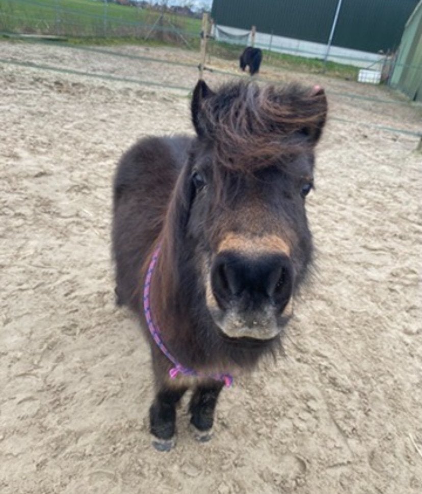 Lieve, betrouwbare shetland merrie te koop, Merrie, A pony (tot 1.17m)