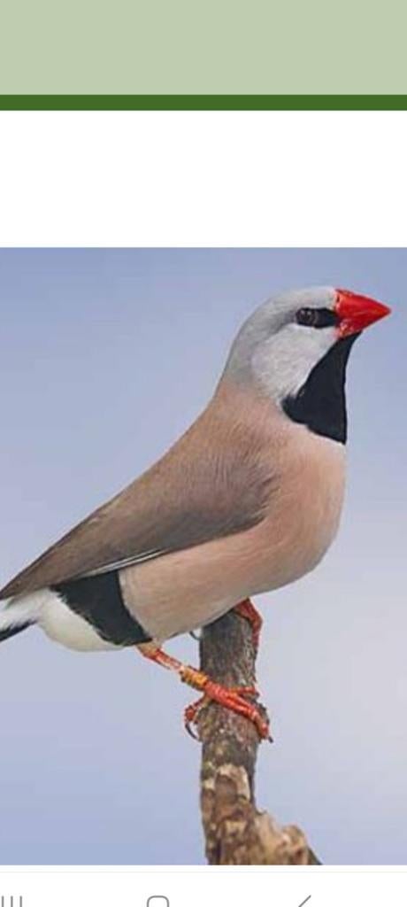 Gezocht, Dieren en Toebehoren, Vogels | Overige Vogels, Vrouwelijk