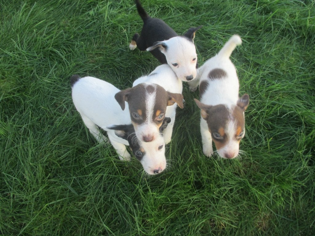 Mooi gekleurde boerenfox pups, Dieren en Toebehoren, CDV (hondenziekte), 8 tot 15 weken, Meerdere, Meerdere dieren