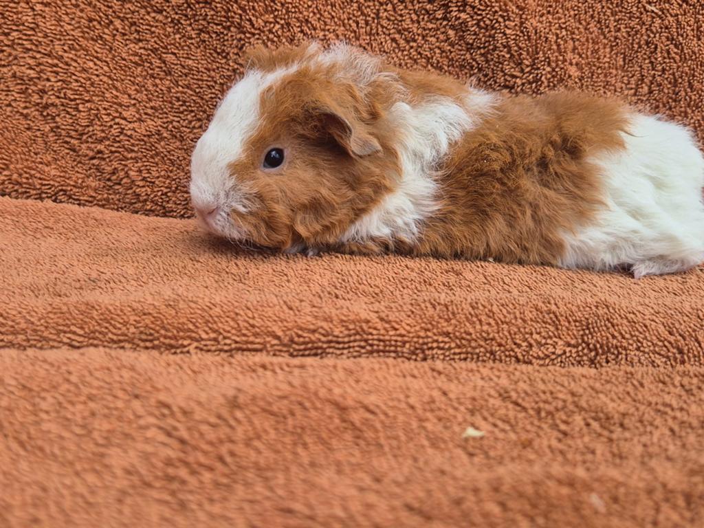 Tessle zeugje goud/wit stamboom knuffel fok krullen, Dieren en Toebehoren, Cavia, April, Vrouwelijk, Tam