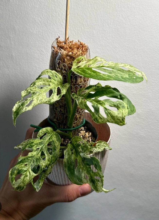 Monstera frozen freckles blad stekjes, Huis en Inrichting, Kamerplanten, Ophalen of Verzenden, Halfschaduw, Minder dan 100 cm