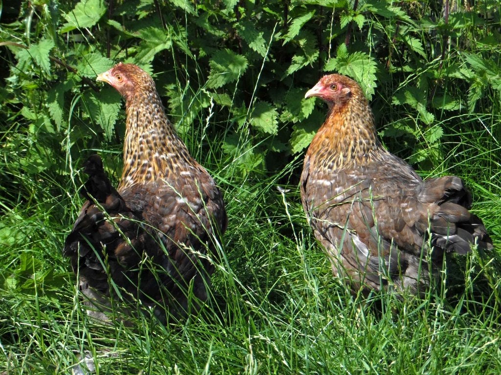Bielefelder kriel kippen | Goede leggers | Kleine kip, Dieren en Toebehoren, Pluimvee, Vrouwelijk, Kip