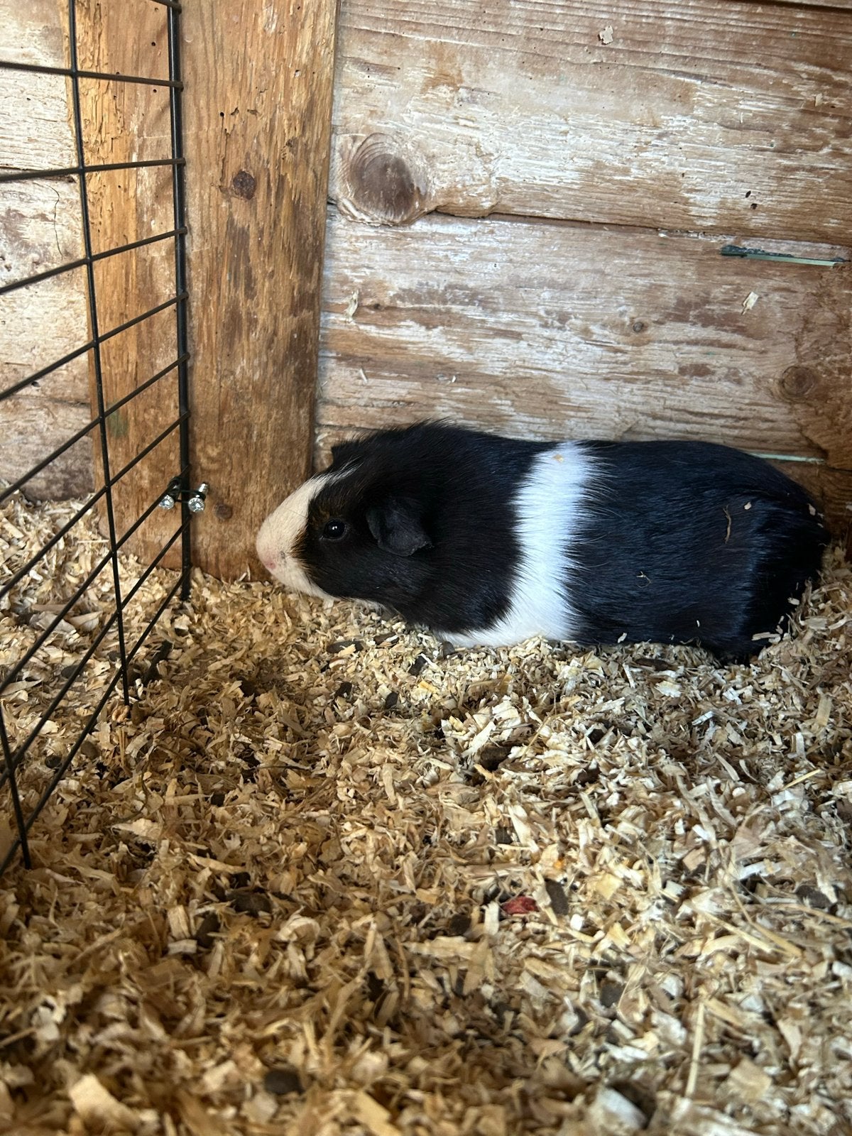 Cavia, Dieren en Toebehoren, Knaagdieren, Mei, Mannelijk, Cavia