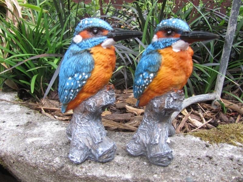 IJSVOGEL - THE BEAUTY ....., Ophalen of Verzenden, Nieuw