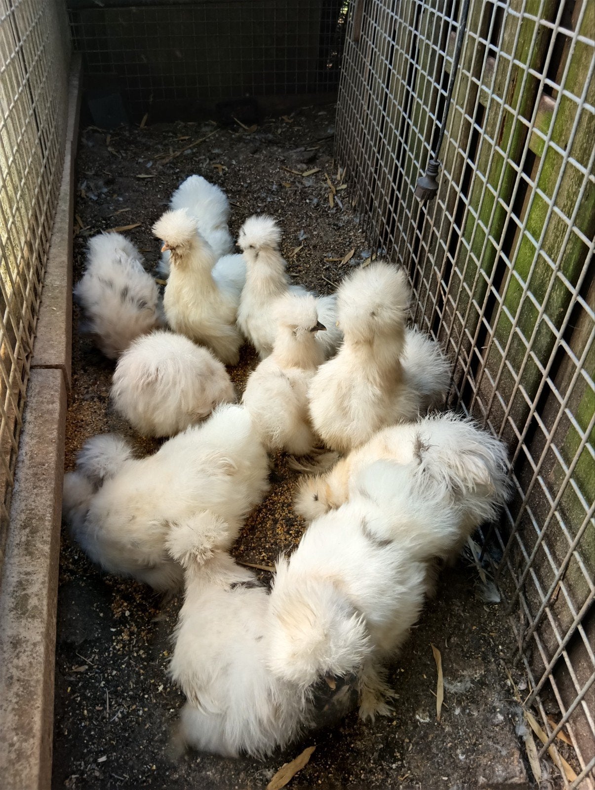 Jonge hanen USA zijdehoender  gratis, Dieren en Toebehoren, Pluimvee, Mannelijk, Kip