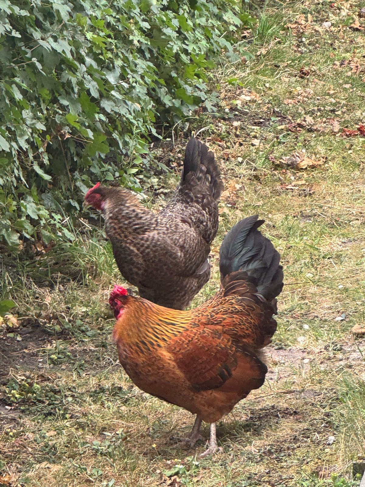 2 krielkippen, Dieren en Toebehoren, Pluimvee, Vrouwelijk, Kip