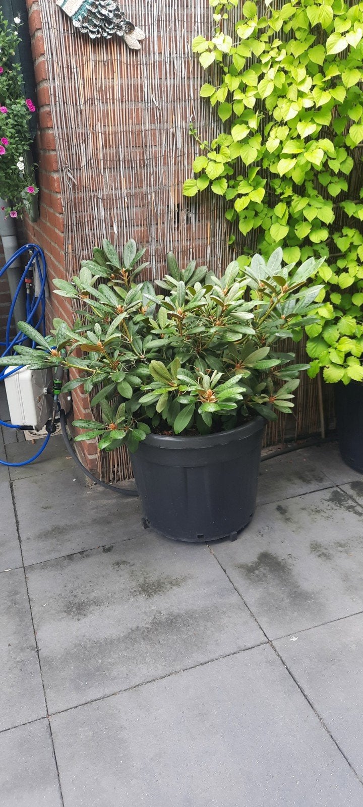 Grote Rhododendron in pot ., Vaste plant, Halfschaduw, Lente, Ophalen