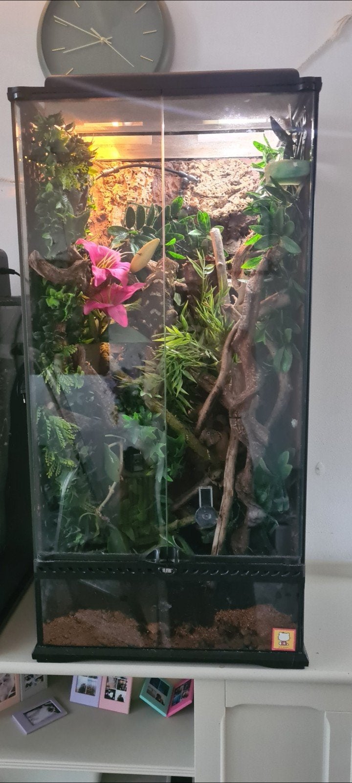 Leachianus gekko vrouwtje inclusief terrarium, Dieren en Toebehoren, Ophalen, Gebruikt, Terrarium of Paludarium