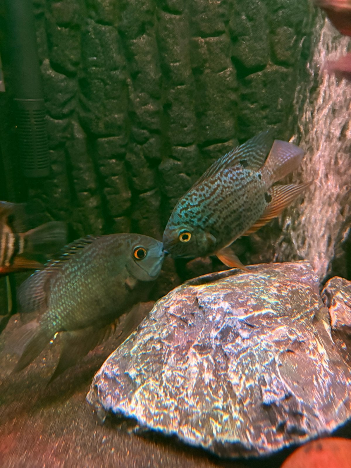 Heros severum turquoise koppel., Dieren en Toebehoren, Vis