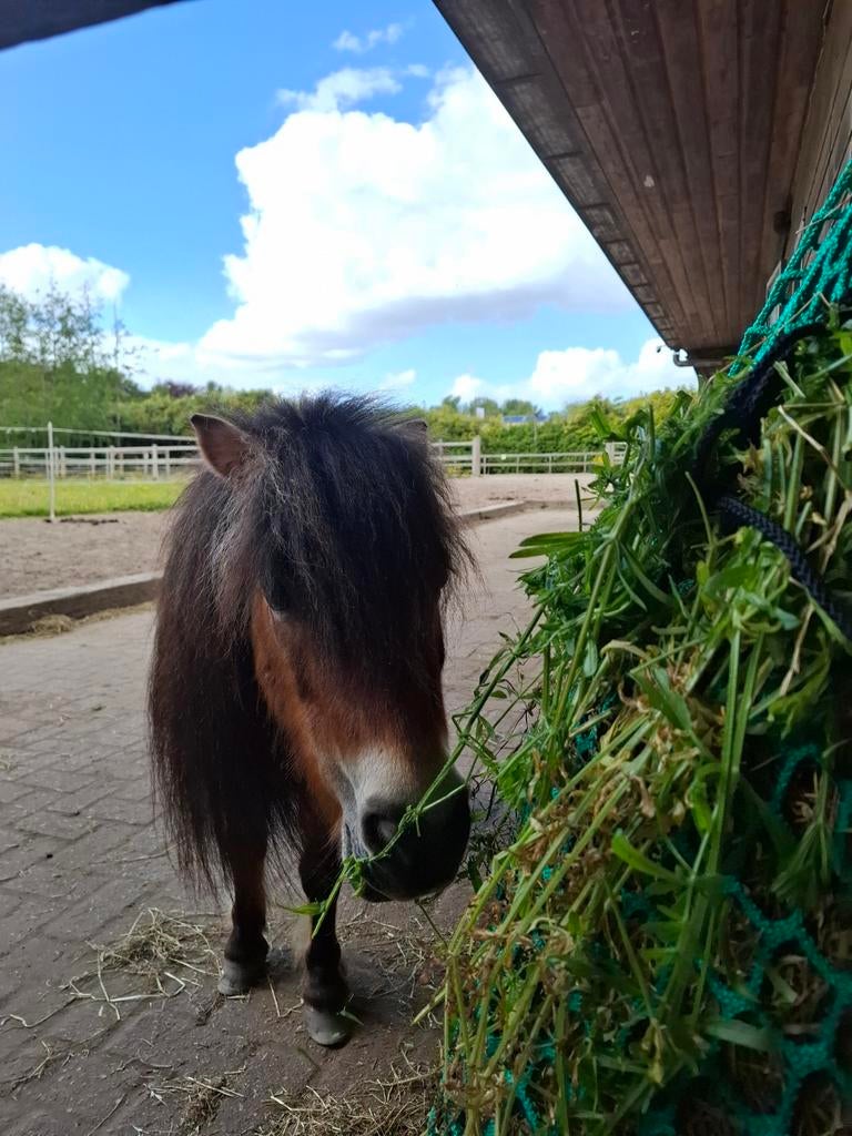 Plekje vrij voor een merrie, Dieren en Toebehoren, Stalling en Weidegang