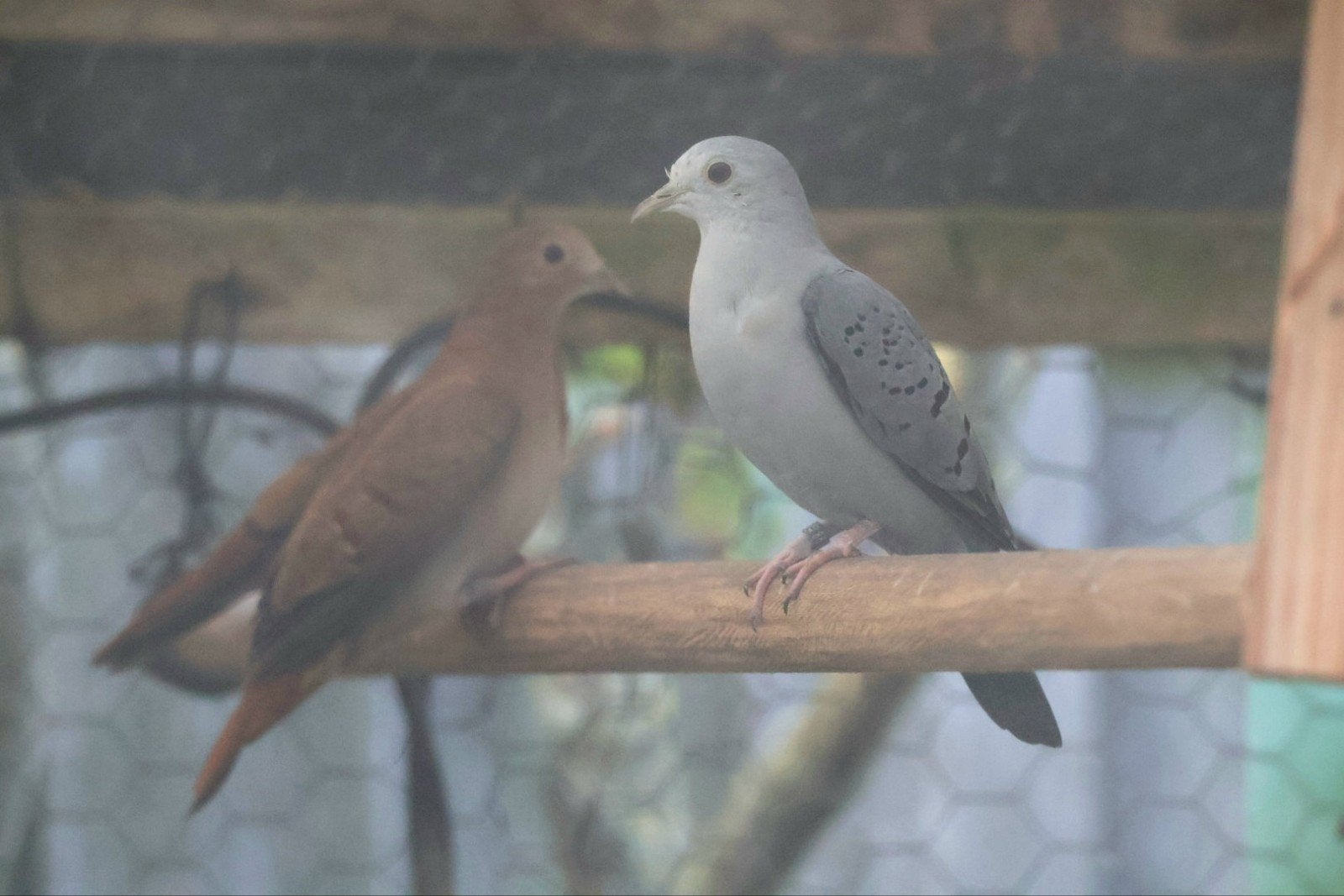 Blauwe grondduif, Meerdere dieren, Overige soorten