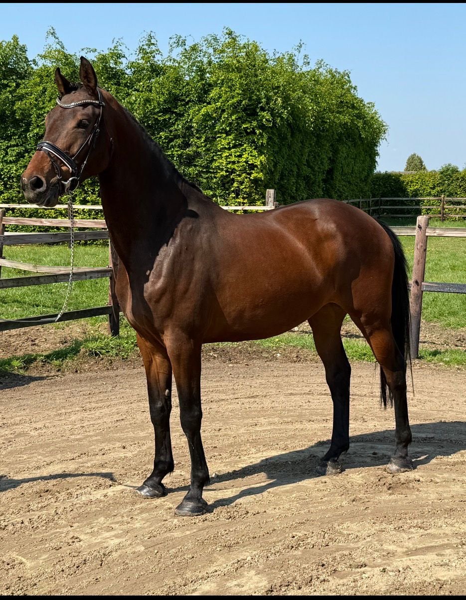 Desperado x Johnson merrie te koop, Merrie, Met stamboom, Dressuurpaard, 3 tot 6 jaar