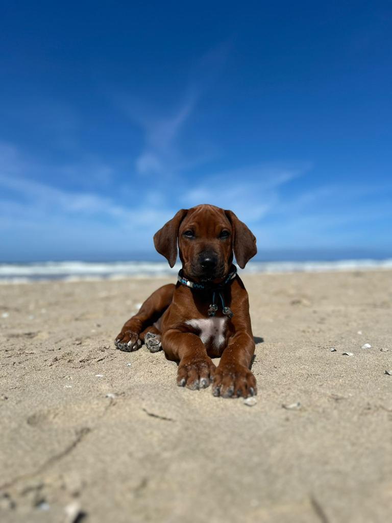 Rhodesian Ridgeback pups met stamboom, Parvo, Nederland, Overige rassen, 8 tot 15 weken