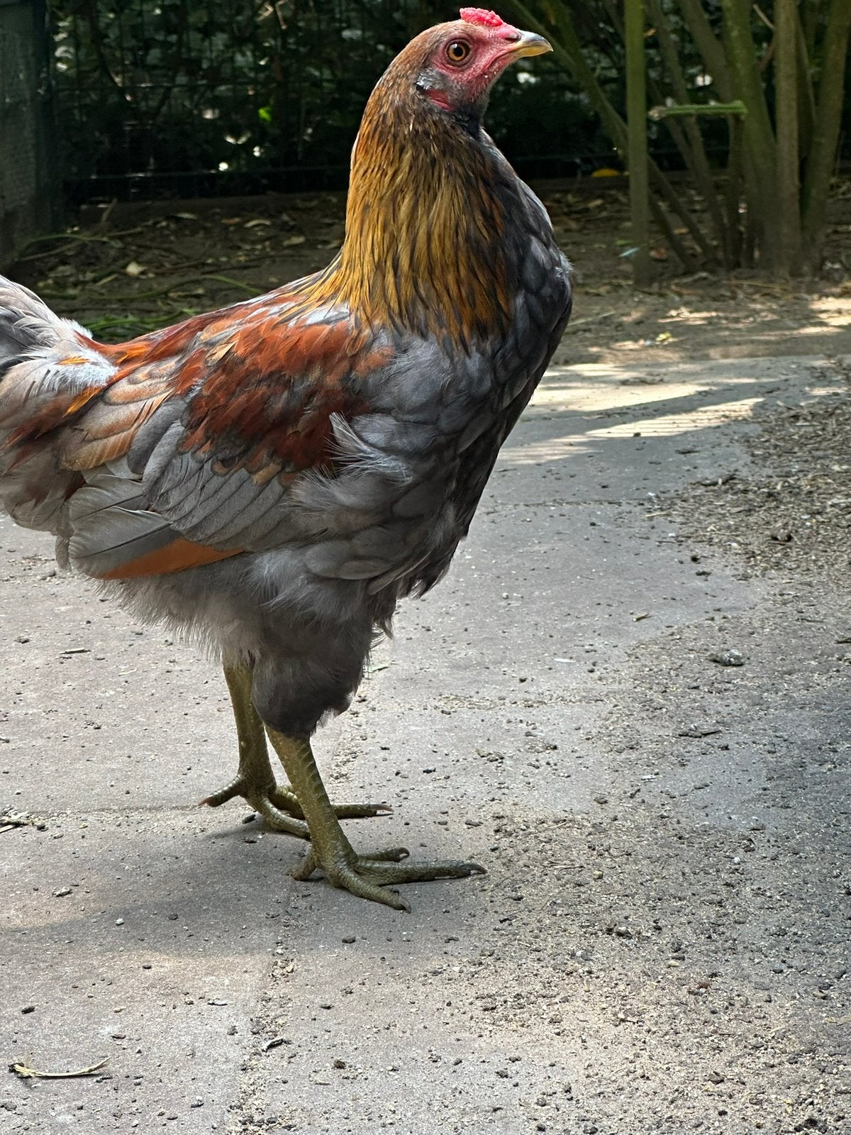 Auracana kippen, Dieren en Toebehoren, Pluimvee, Meerdere dieren, Kip