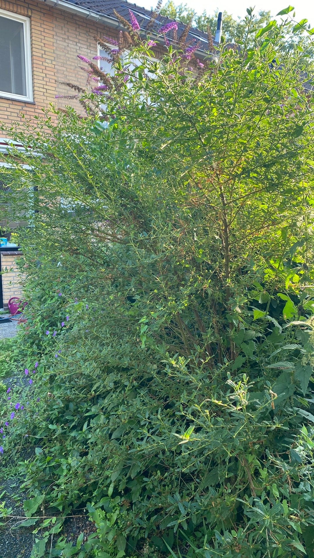 Ceanothus 1,60cm, Ophalen of Verzenden