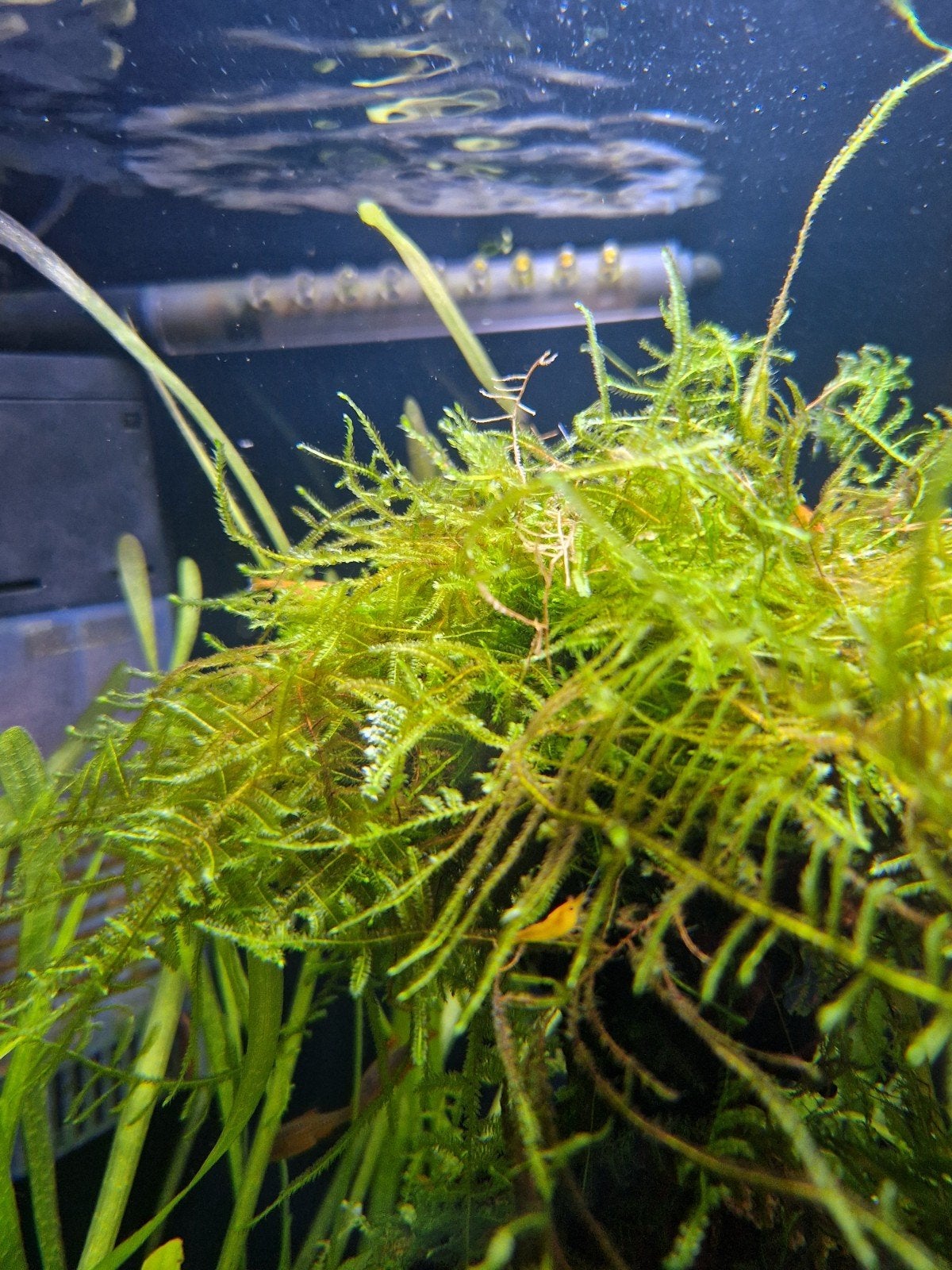 javamos aquarium mos, Ophalen, Plant(en), Steen of Hout