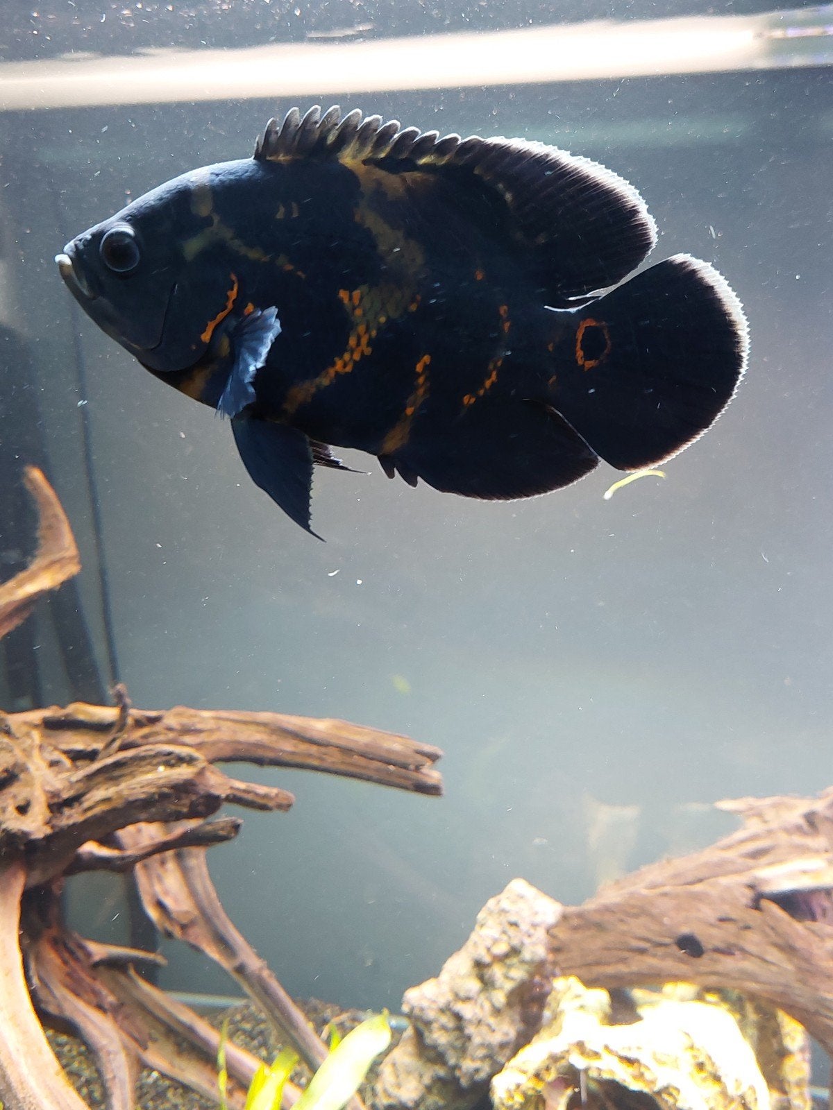 Oscar vis, Dieren en Toebehoren, Vis