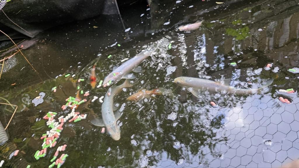 Koi Karpers, Karper of Koi