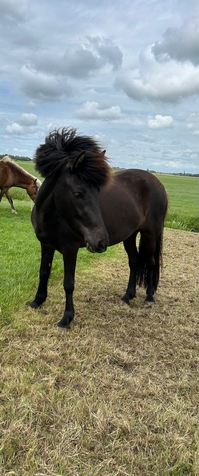 Ijslander merrie, Dieren en Toebehoren, Pony's, Merrie, Onbeleerd, D pony (1.37m tot 1.48m), 3 tot 6 jaar, Met stamboom, Gechipt