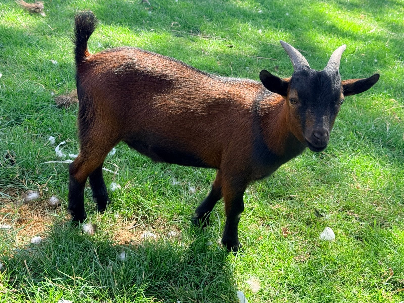 Leuk dwerggeit bokje, Dieren en Toebehoren, Schapen, Geiten en Varkens, Mannelijk, Geit